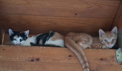 Barbara Barbarosa.jpg